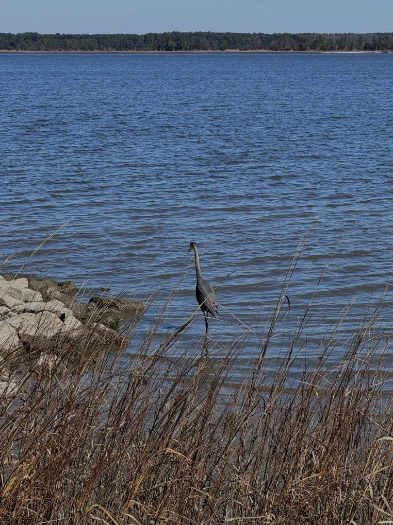 Hiking the Shoreline at the York River State Park