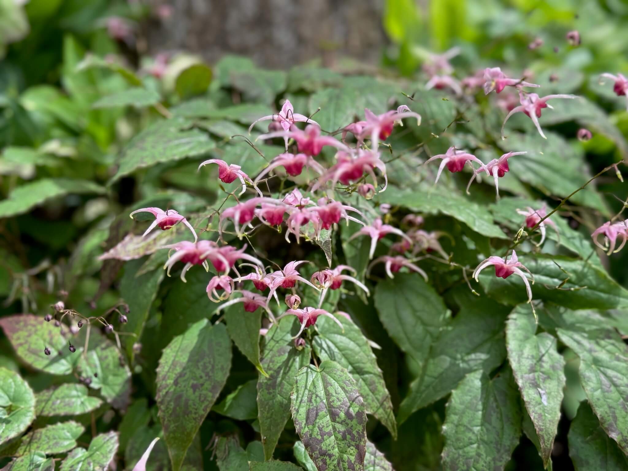 Forest Lane Botanicals: a Virginia Certified Specialty Nursery